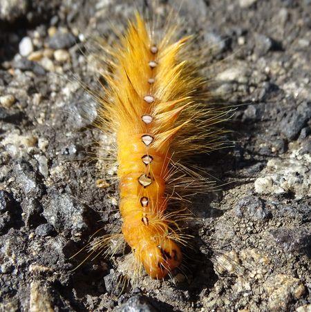 Réf. 239 326 : Acronicta aceris